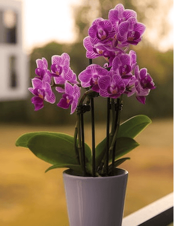 Marcia A. Alley Obituary