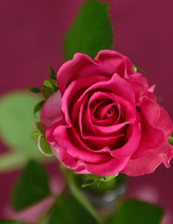 Barbara (Liakopoulos) Belanger Obituary