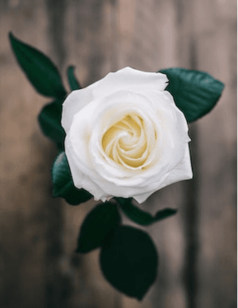 Katherine Wyckoff Obituary